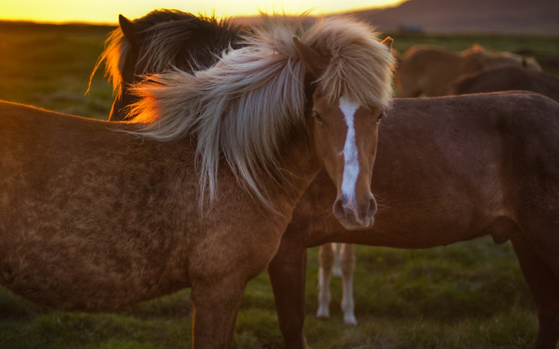 horses mammal cavalry grass animal farm livestock hayfield mare grassland pasture horse cattle agriculture one