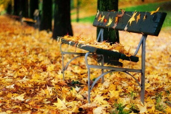 Each fallen leaf shows the beauty of autumn