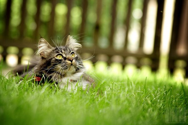 A cat in the grass looks up