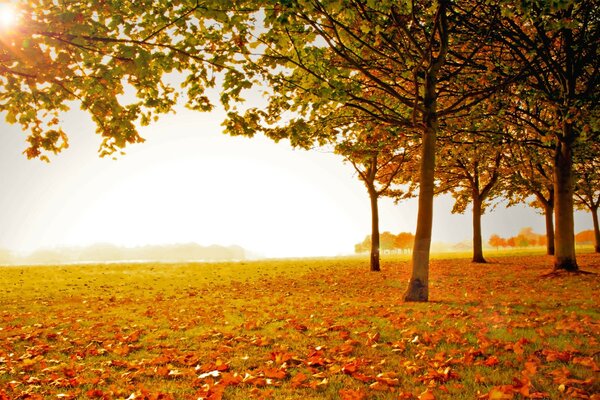 Herbstliche Landschaft mit Bäumen und gefallenen Blättern