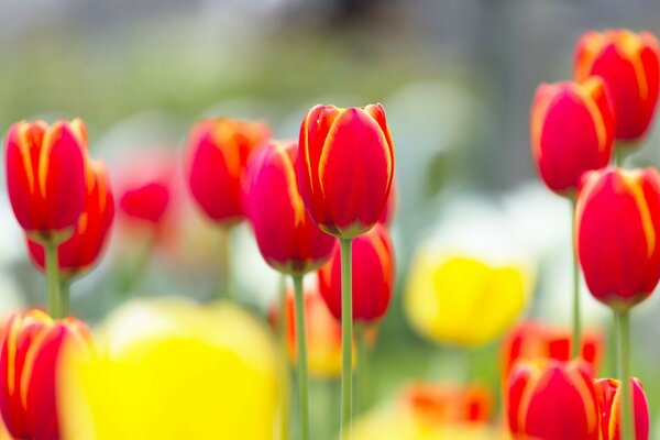 Campo de tulipanes amarillos y rojos