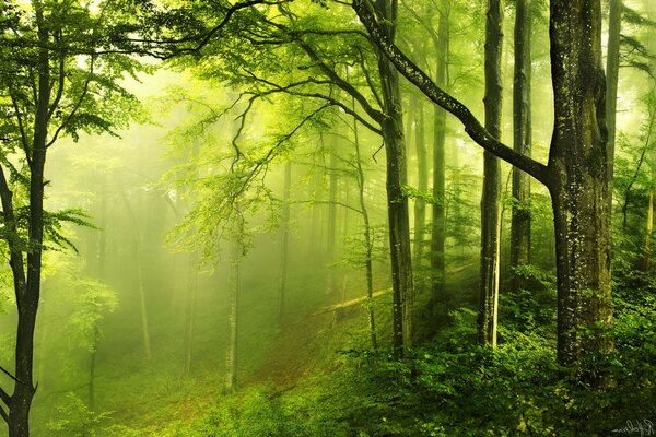 Nebliger Wald, grünes Laub der Bäume