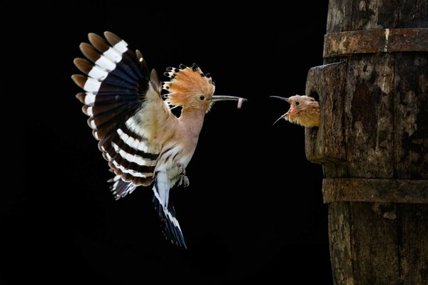 A bird feeds its chick in a hollow