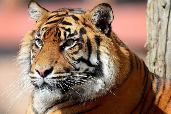 Der harte Blick eines Tigers auf die Tierwelt