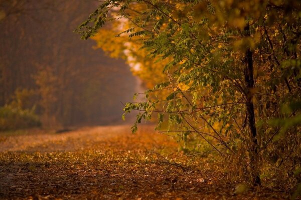 Naturaleza otoñal en el bosque