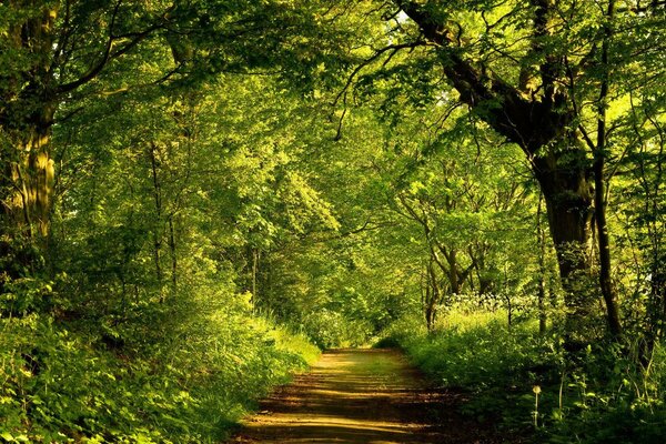 Forest road through green trees