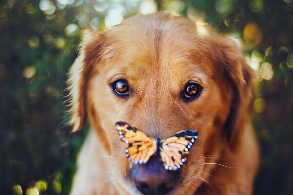 A red-haired puppy with a butterfly on his nose