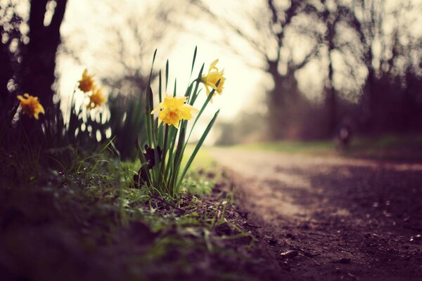 Blumen am Straßenrand mit gelber Knospe