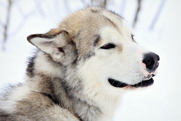 Netter Hund auf Winterhintergrund