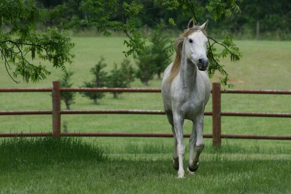 Cheval marche dans la Prairie d été