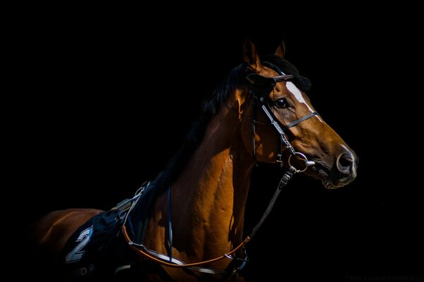 Foto de un hermoso caballo de carreras en el número dos sobre un fondo negro