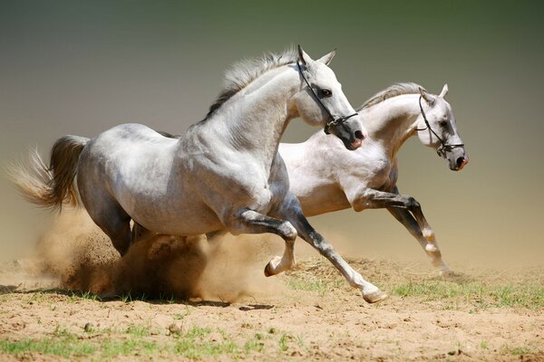 La cría de caballos es el cultivo de sementales y yeguas