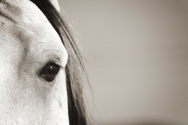 صورة بالأبيض والأسود لحيوان. عين الحصان