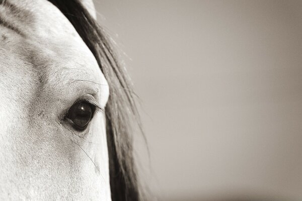 Black and white portrait of an animal. The horse s Eye