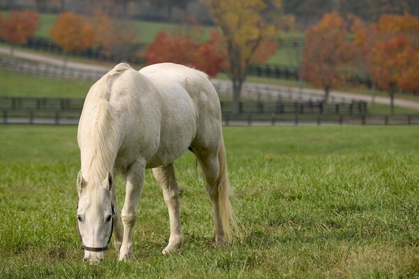 Білий кінь їсть траву на полі