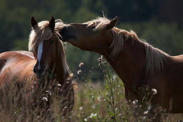 Chevaux sur le bureau et le téléphone