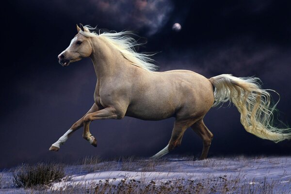 A beautiful horse runs through the steppe at night