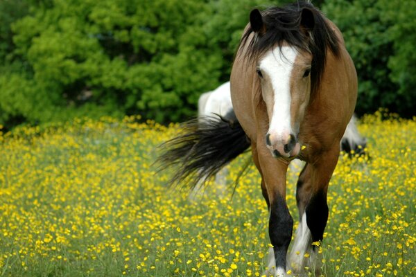 Schönes Pferd rast über das Feld