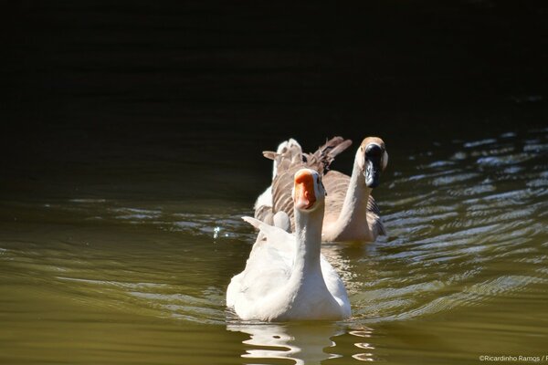 Enten, die auf dem See schwimmen