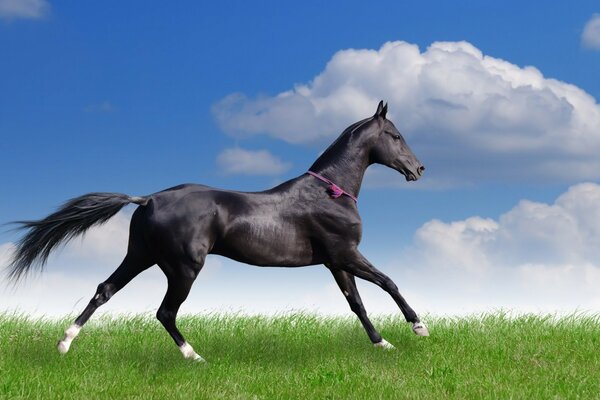 Cheval galopant sur l herbe verte