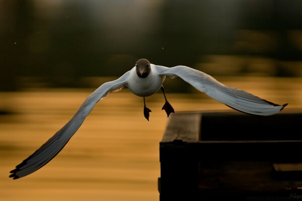 Envergure d un oiseau en vol