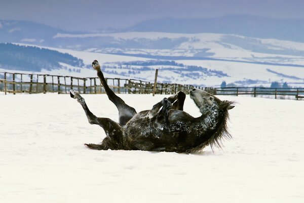 O cavalo aprecia a areia junto ao mar