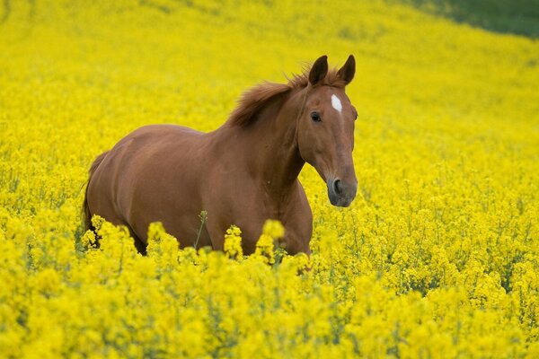 Das Pferd geht mit Blumen über das Feld