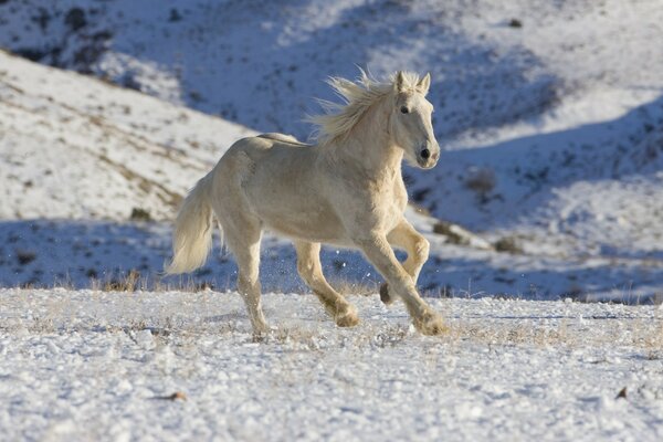 Cavalo branco cavalga na neve