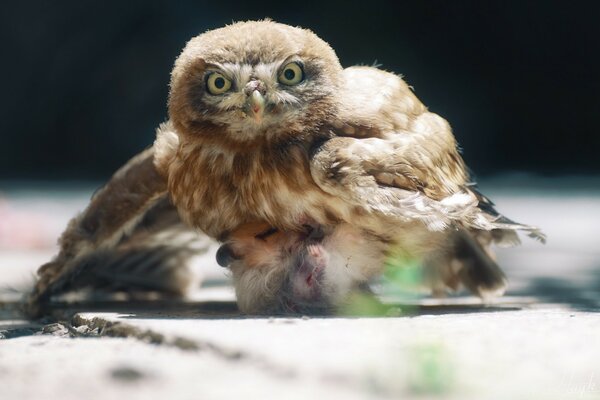 Caza de aves en la naturaleza