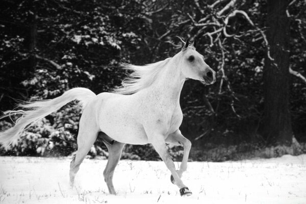 Schwarz-Weiß-Foto. Weißes Pferd läuft durch den Winterwald