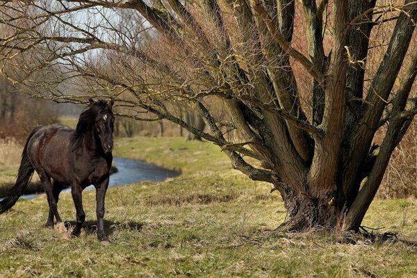 Horse running outdoors