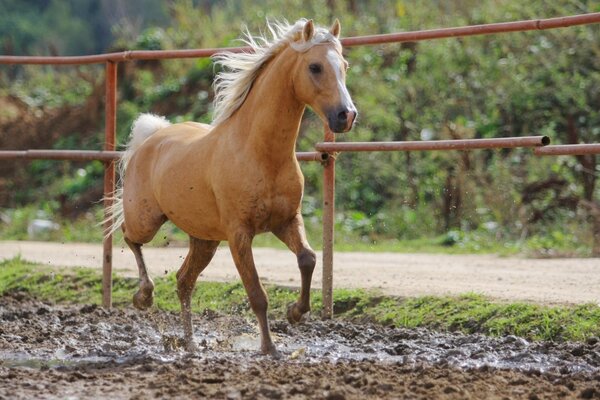 Caballos de fuerza caballos de fuerza