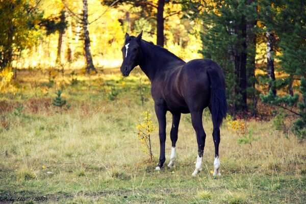 A horse in the forest walks at dawn