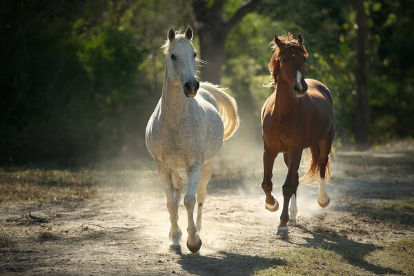 Weiße und rote Pferde laufen den Waldweg entlang