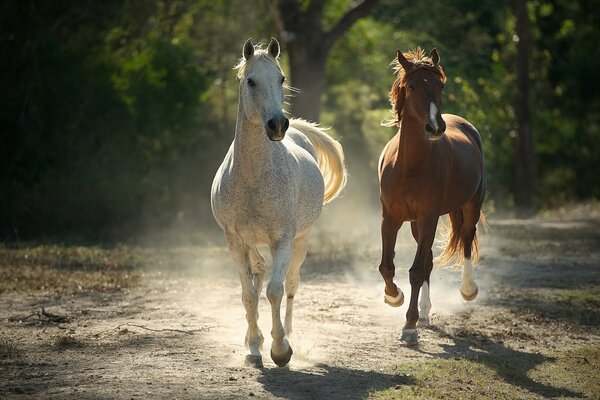 White and red horses run along a forest path