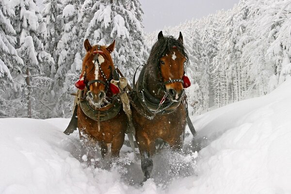 Two horses run in a team through a snowy forest