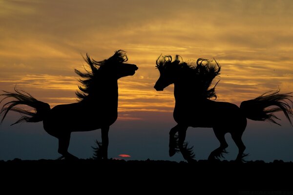 Silhouettes of horses frolicking at sunset