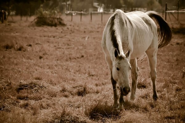 A white horse grazing in a meadow