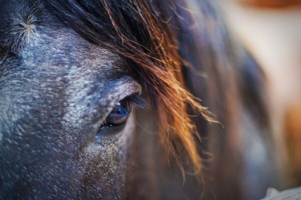 Photo eyes of a wise horse