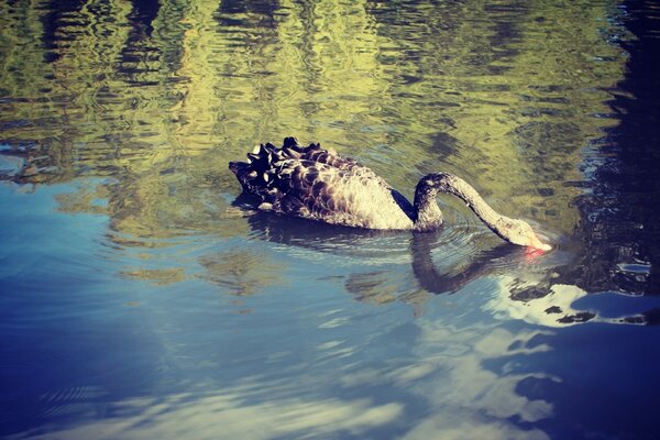 The swan swims on the water and drinks