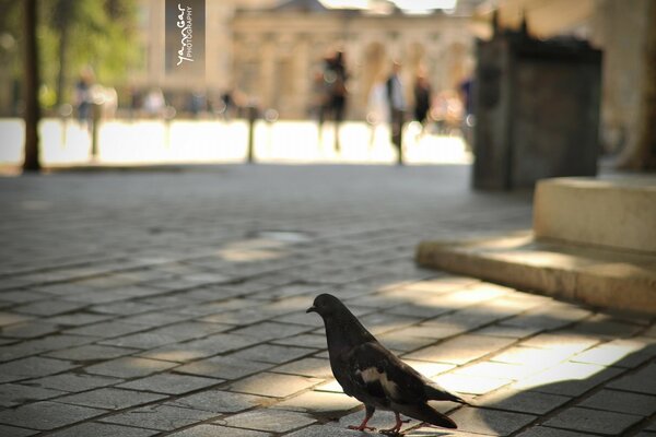 Pigeon marche dans la rue de la ville