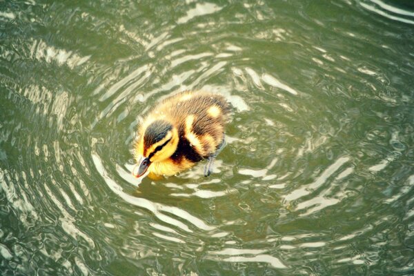 Yellow duckling swims in the pond