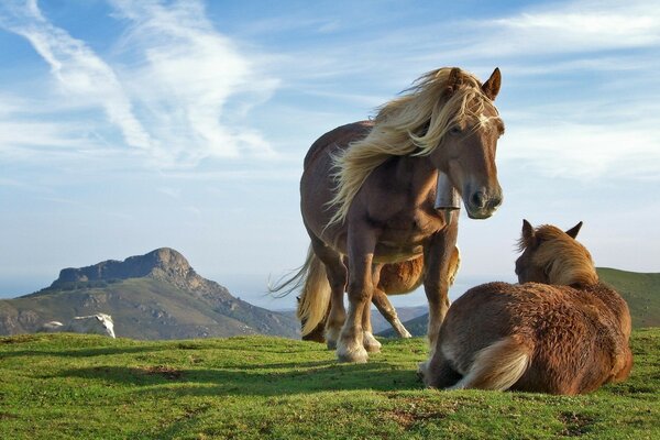 Photos of horses in the field against the background of mountains