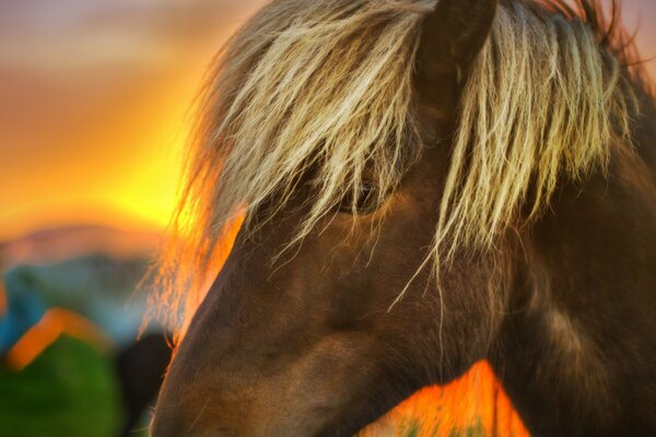 Portrait of a horse close-up