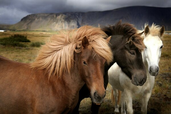 So different, but such beautiful horses