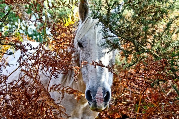 Cores da natureza. Cavalo ao ar livre