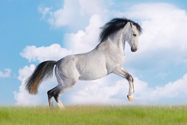 A white horse with a black tail and mane rides merrily across the field