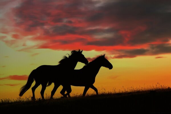 Un par de caballos corriendo por el campo al atardecer