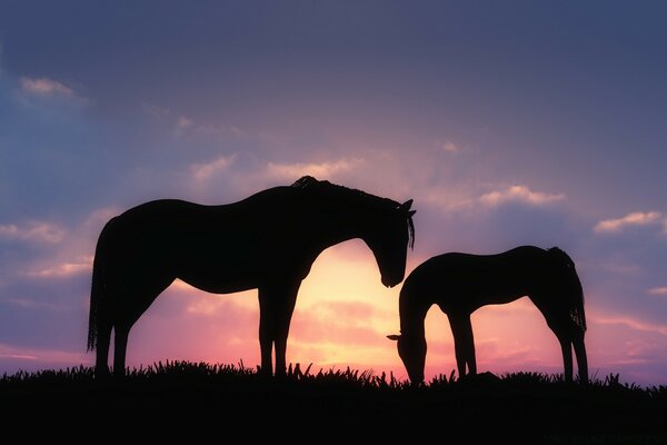 Cavallo con puledro sul campo al tramonto