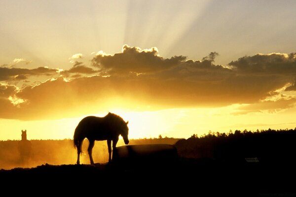 Cavallo solitario nei raggi del tramonto